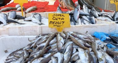 Olta mezgitleri tezgahlardaki yerini aldı
