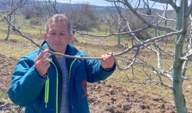 Tavşanlı'da zirai don hasar tespit başvuruları başladı