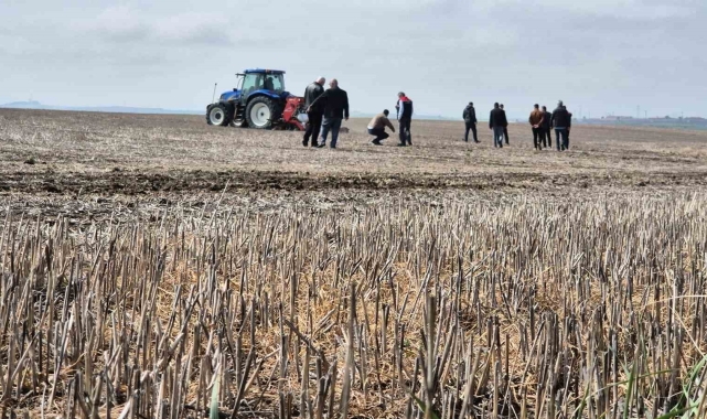 Tekirdağ'da anıza ekim dönemi: Anıza ekim Türkiye'ye örnek olacak