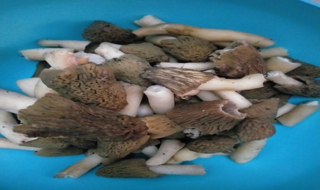 Tokat'ta kuzugöbeği mantarı toplanmaya başlandı