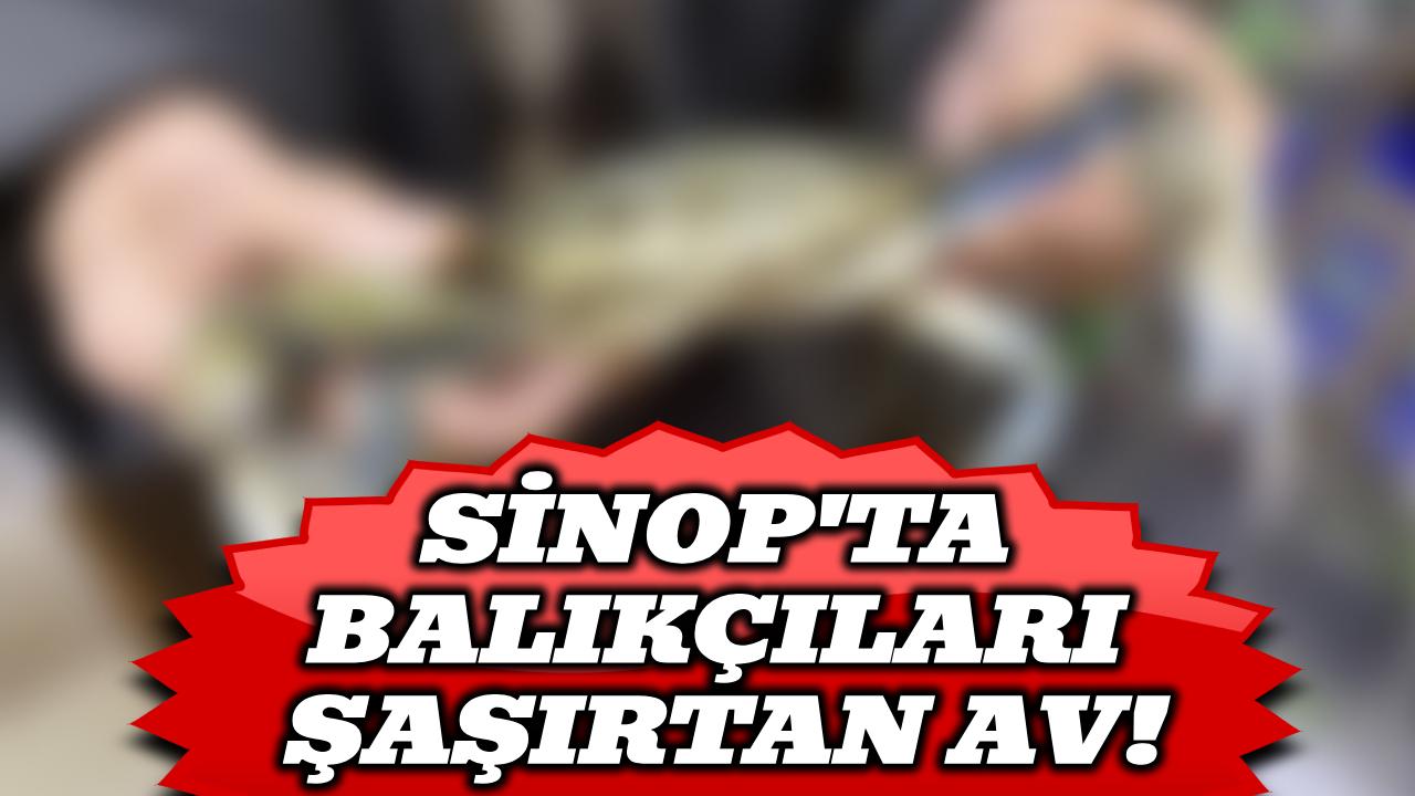 Sinop'ta ağlara takıldı! Bir gören bir daha baktı