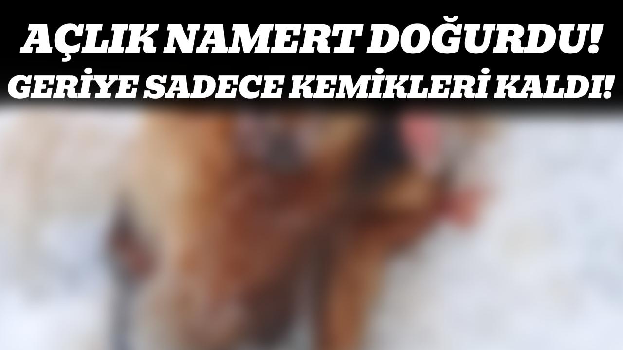 Aç kalan kurtlar köpeği parçaladı