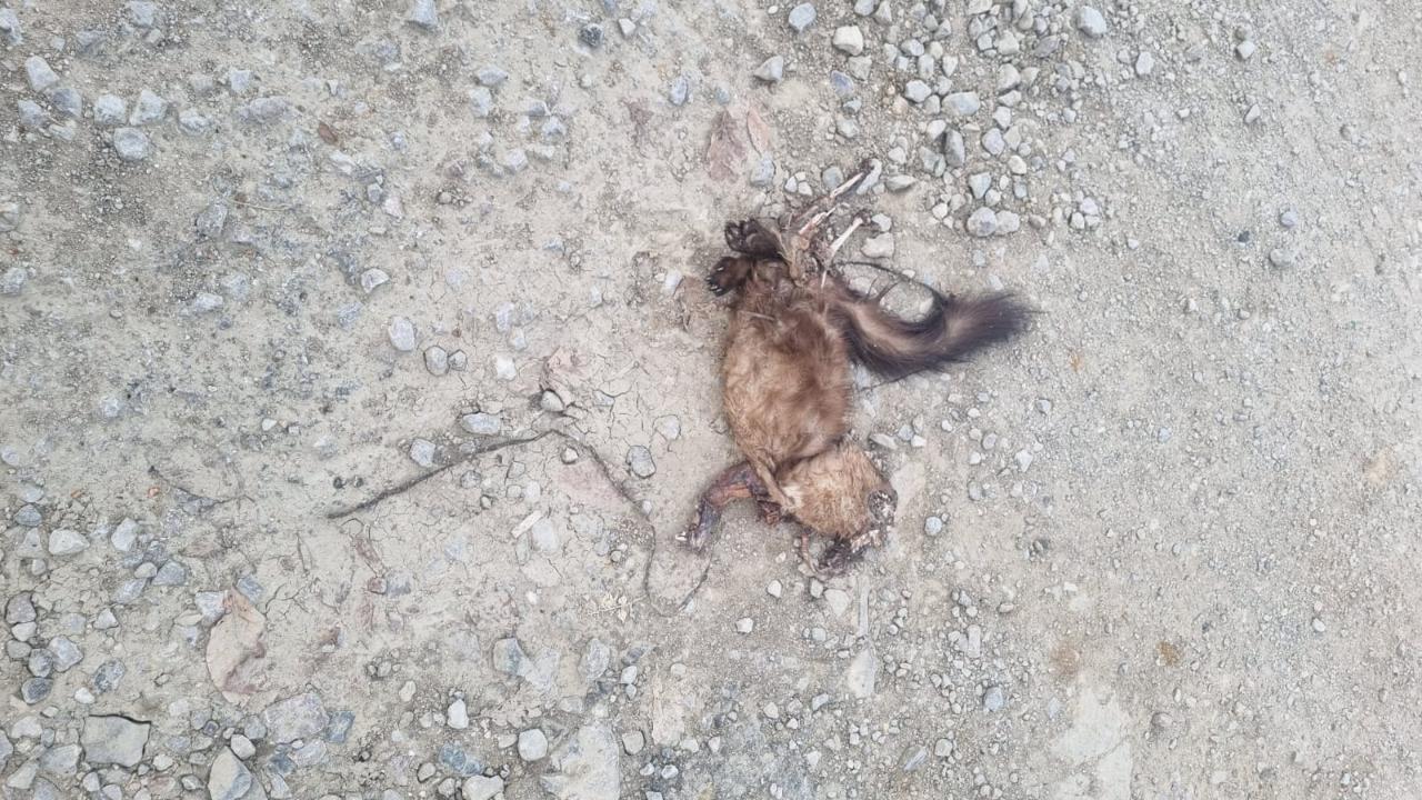 Köylülerin korkulu rüyası telef oldu