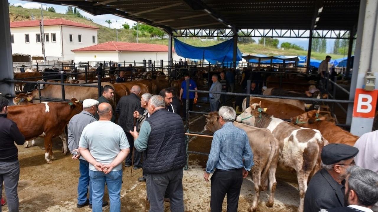 Boyabat'ta canlı hayvan pazarı açıldı