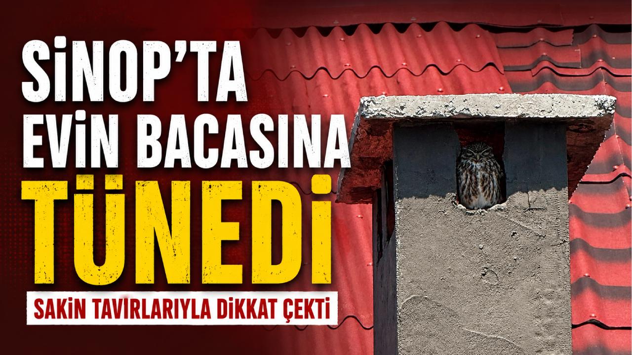 Doğanın gizemli sakini Sinop'ta görüntülendi