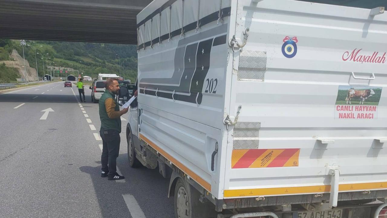 Gerze’de hayvan sevkiyatına sıkı denetim