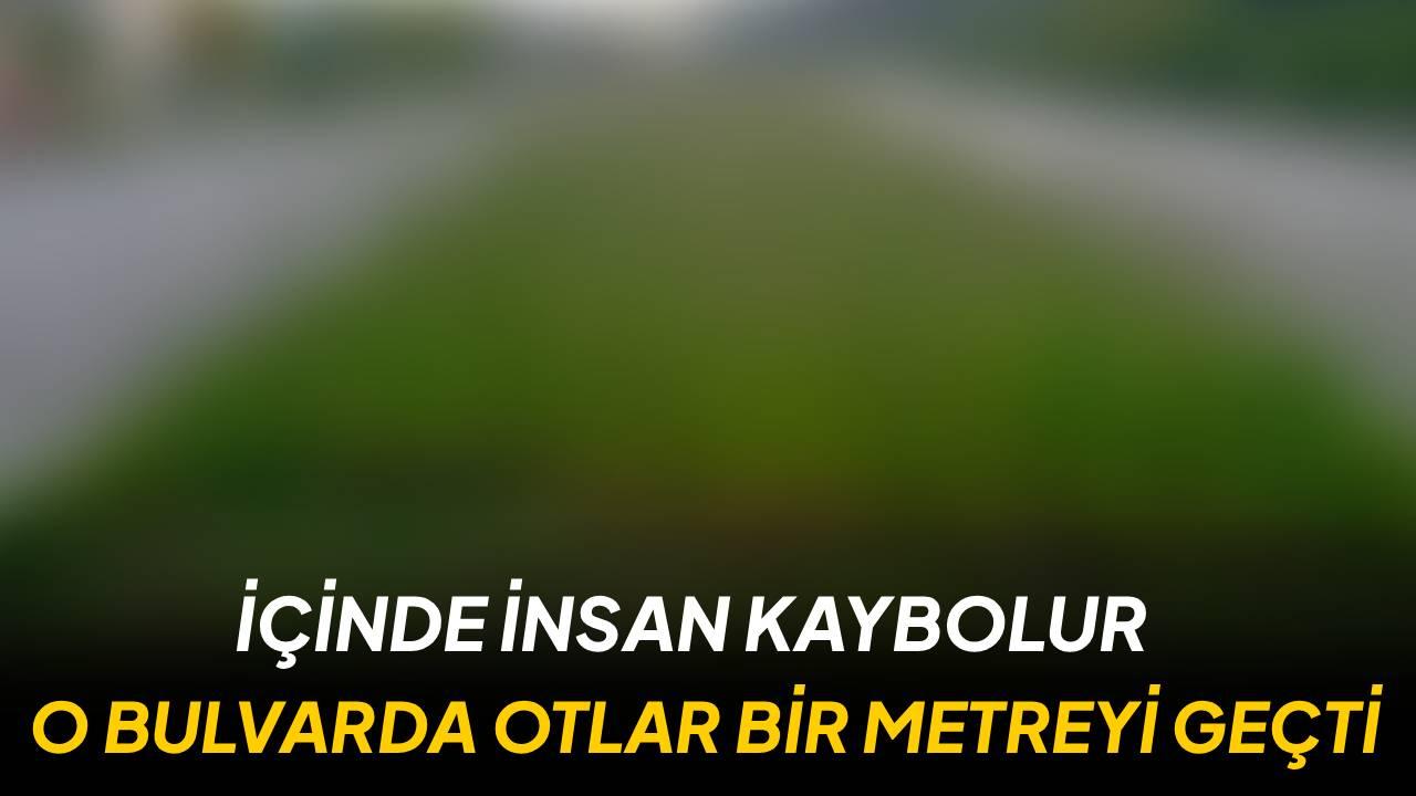 Otomatik Taslak