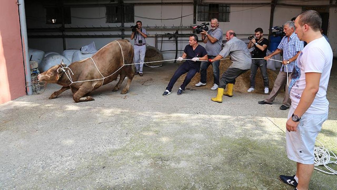 Rueff tekniği ile 'kazasız' kurban kesimi
