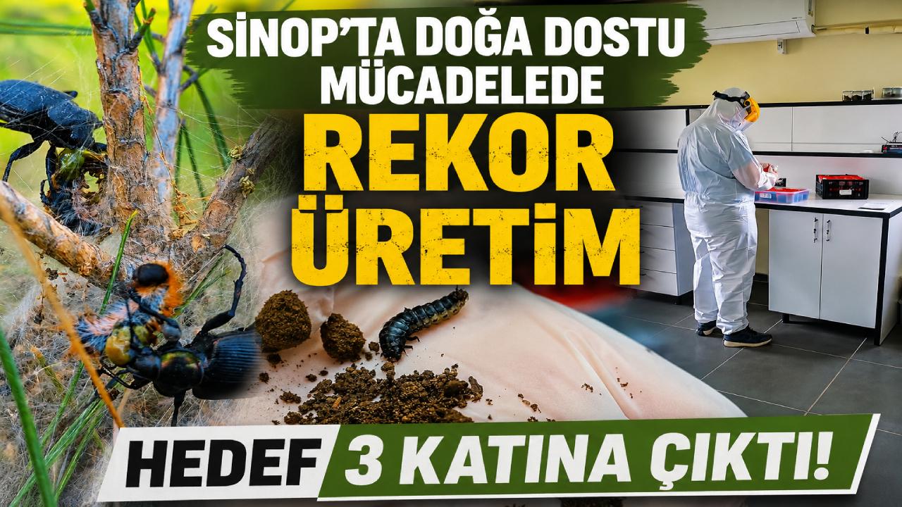 Sinop ormanlarında biyolojik mücadele güçleniyor