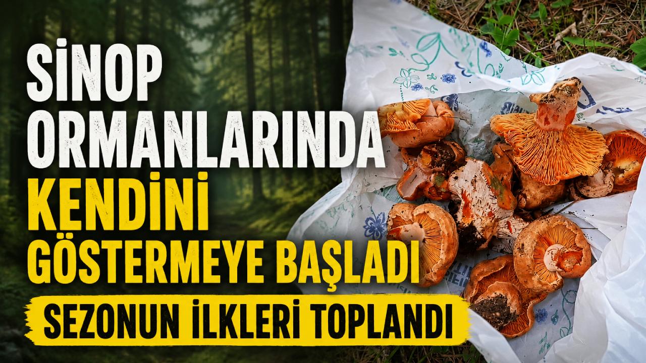 Sinop’ta kanlıca sezonu erken açıldı
