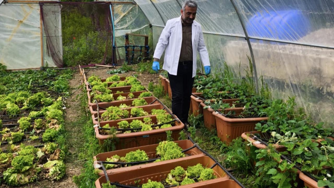 Sinop'ta yosunlardan elde edilen gübreyle çilek üretildi