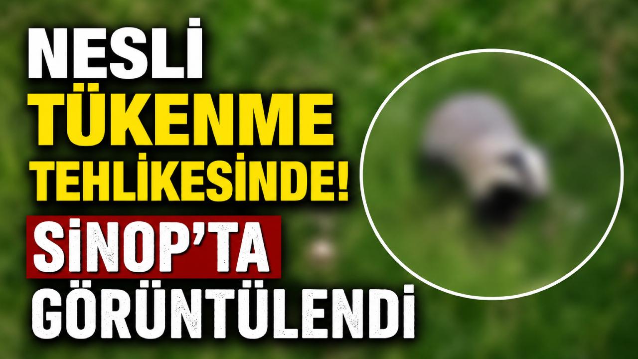 Doğanın gizli sakini Sinop'ta objektife takıldı
