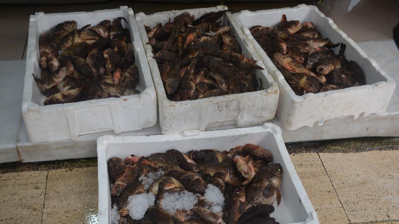 "Karadeniz’in çarpanı" iskorpit balığı fiyatıyla cep yakıyor