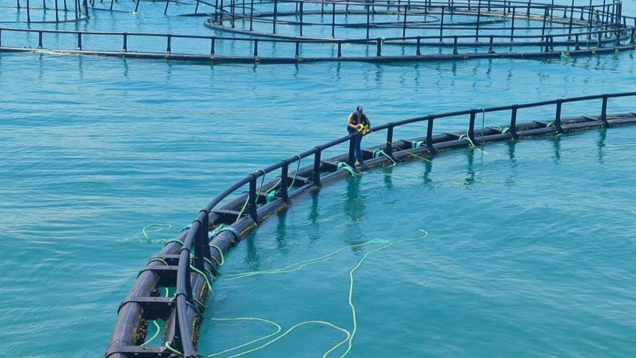 Sinop'ta, Türk somonu üretiminde denetimler devam ediyor! sinopta turk somonu uretiminde denetimler araliksiz suruyor 6a23d777303aa