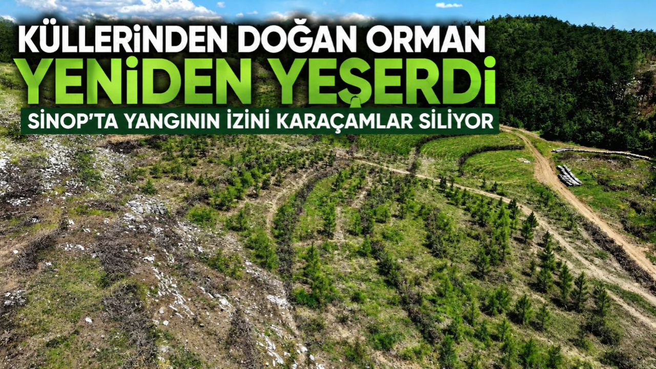 Sinop'ta yanan ormanlık alan yeniden yeşeriyor