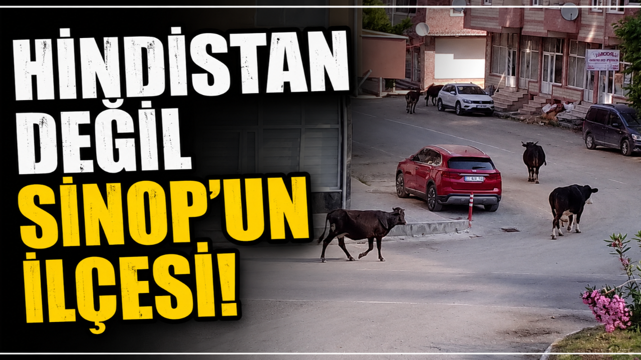 Başıboş dolaşan büyükbaşlar ilçede tedirginlik yarattı