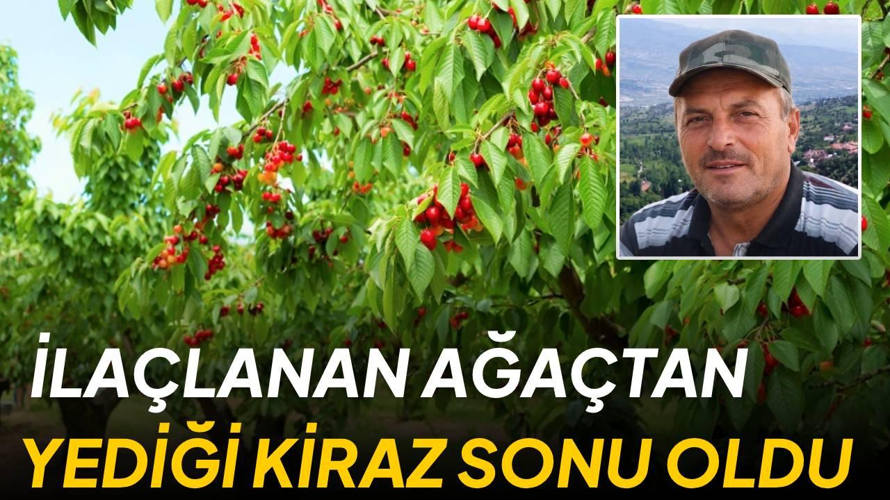 İlaçlı ağaçtan topladığı kiraz canından etti