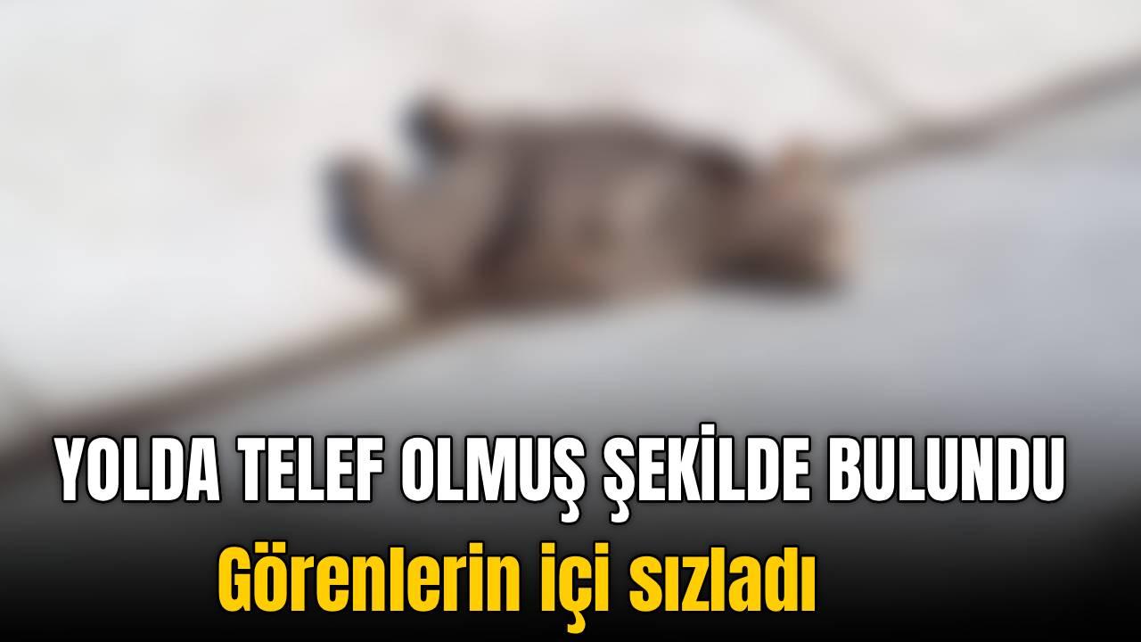 Otomatik Taslak