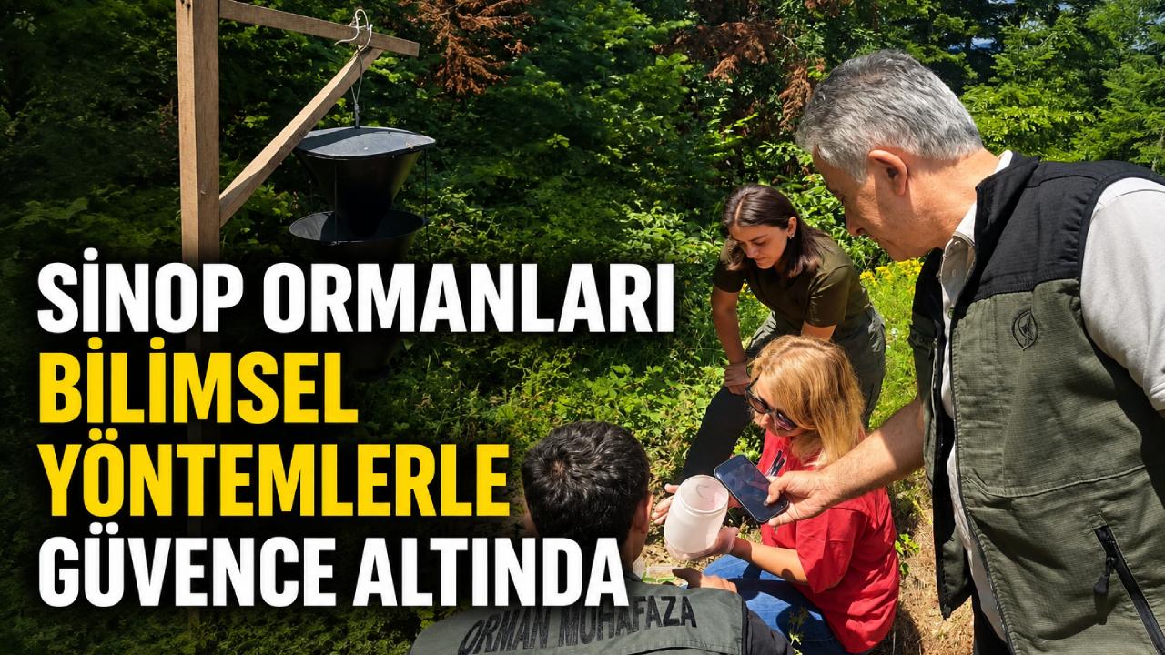 Sinop'ta göknar ormanları bilimsel yöntemlerle korunuyor