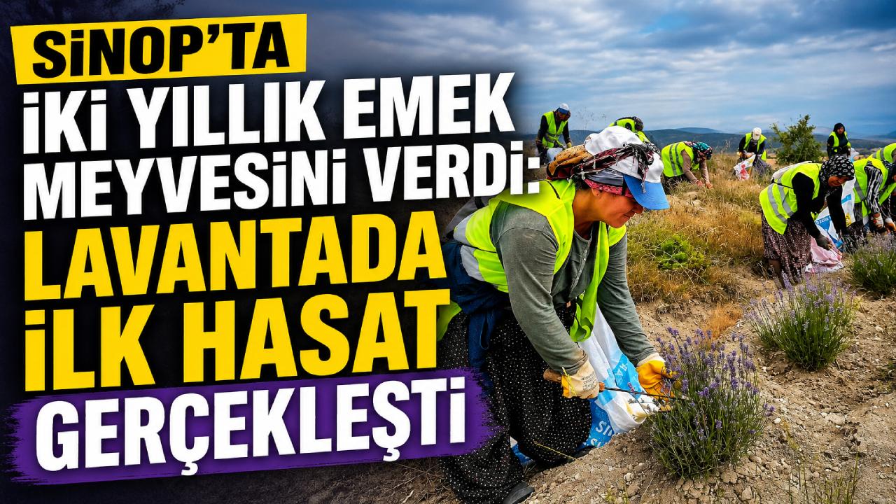 Sinop'ta lavanta kokulu ilk hasat gerçekleştirildi