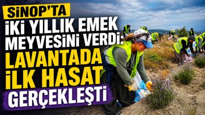 Sinop'ta lavanta kokulu ilk hasat gerçekleştirildi
