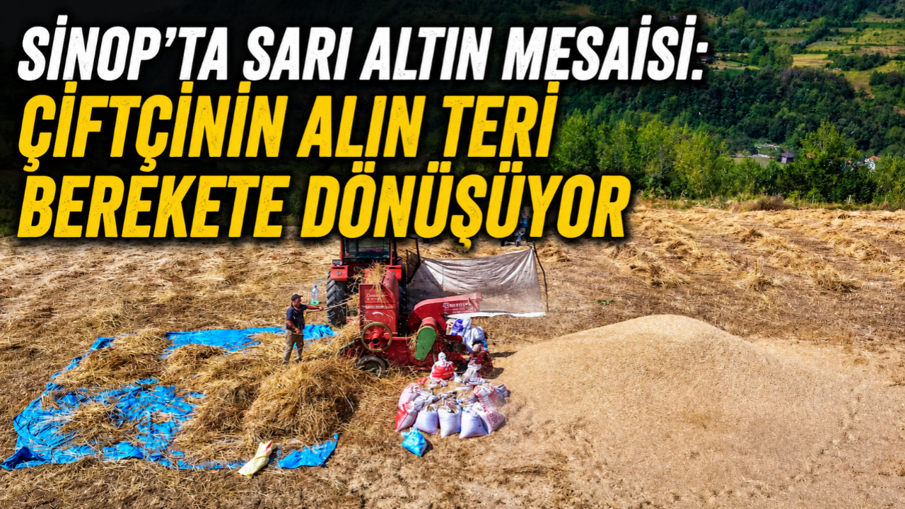 Sinop'ta üreticilerden buğday tarlalarında yoğun mesai