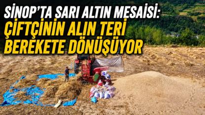 Sinop'ta üreticilerden buğday tarlalarında yoğun mesai