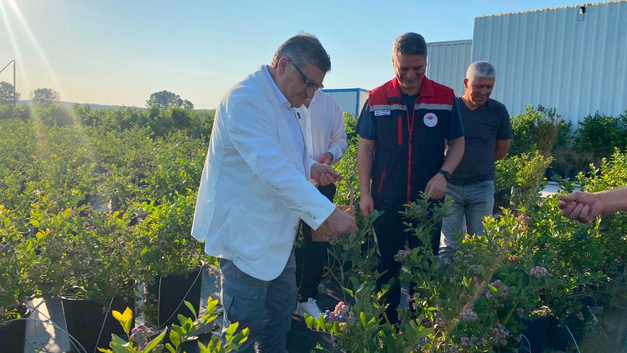 Sinop'ta yaban mersini üretimine yakın takip