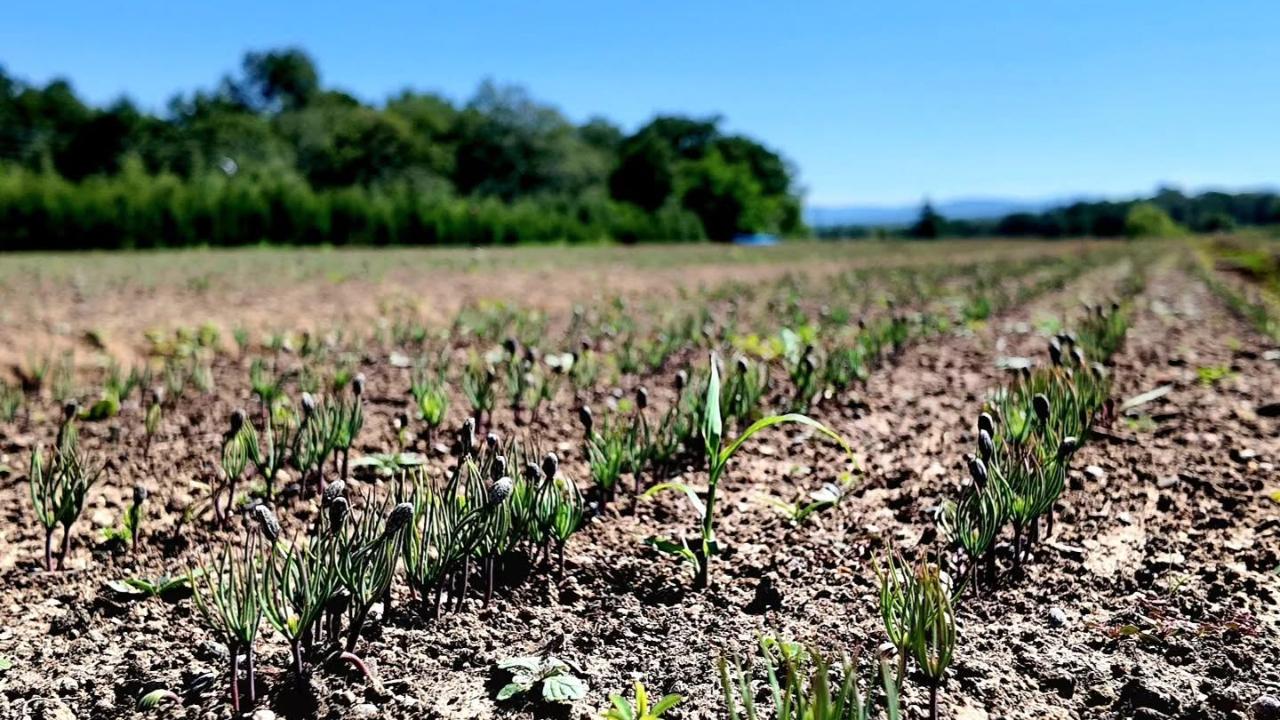 Sinop'ta yerli tohumlar filiz verdi