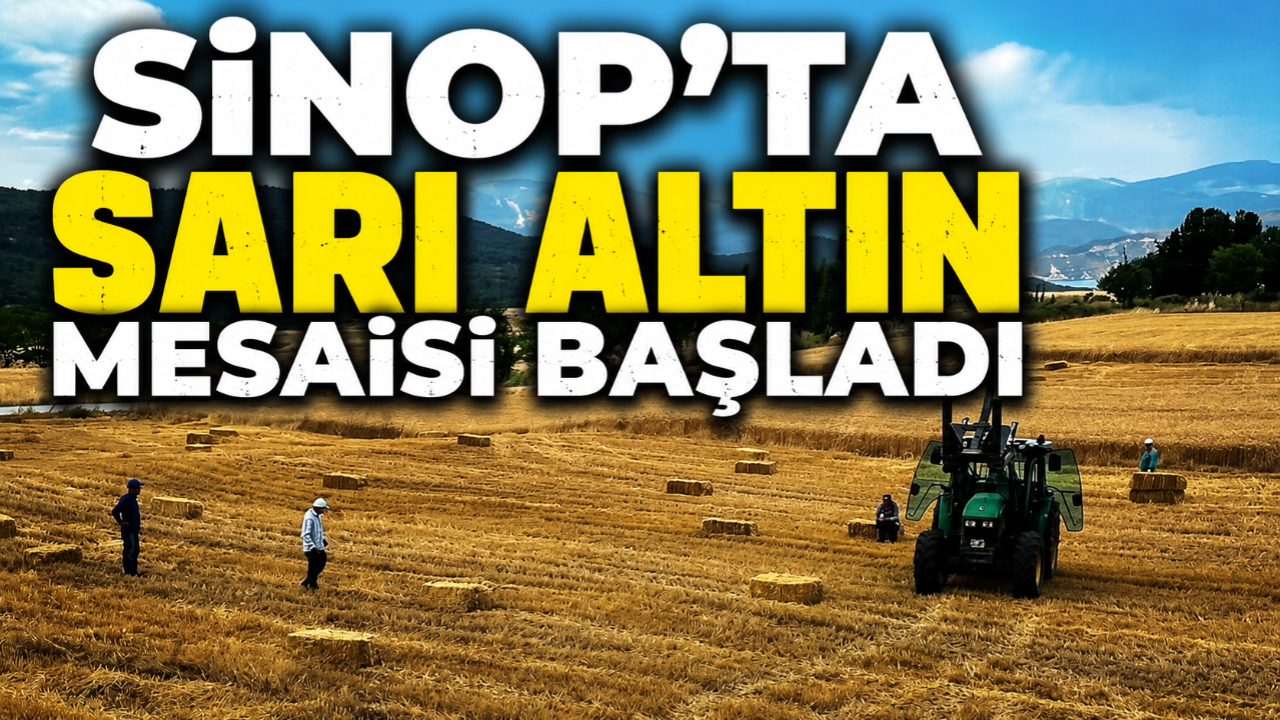 Sinop'ta yılın ilk buğdayları hasat edildi