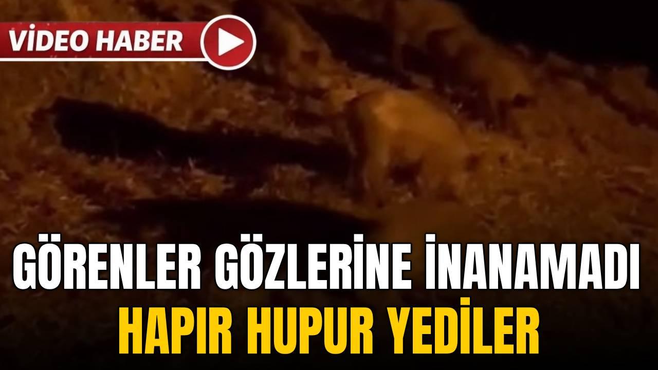 Yaban domuzlarının 'dut' ziyafeti kamerada