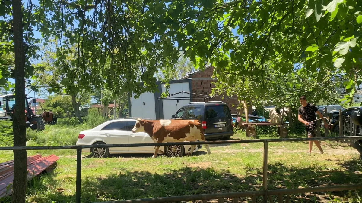Sinop'ta kaçan kurbanlık sahibini peşinden koşturdu